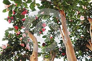 Camellia flowers on tree