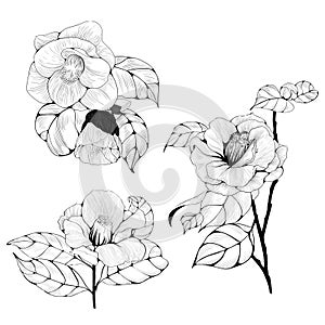 Camellia flowers. Vector illustration. Perfumery and cosmetic plants. Wallpaper.