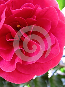 Camellia in garden