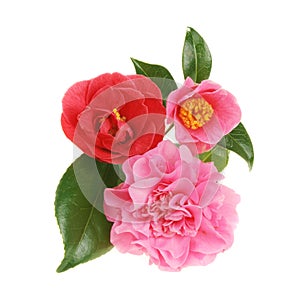 Camellia group photo