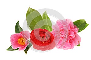 Camellia group