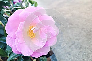 Camellia Hybrid `spring festival`, with water drops.