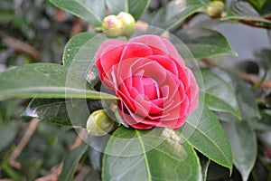 camellia Japanese