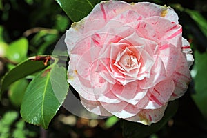 Camellia Japonica