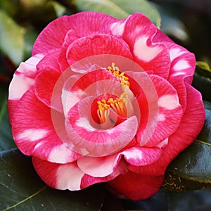 Camellia japonica