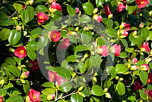 Camellia Japonica photo