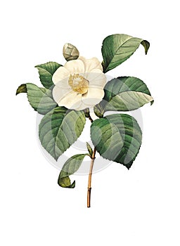 Camellia japonica | Antique Flower Illustrations photo