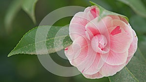 Camellia Japonica Is In Bloom. April Dawn Blush Pink Flower. Flower Of Camellia. Close up.