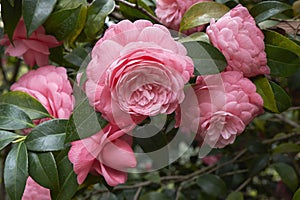 Camellia japonica blossom