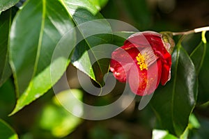 Camellia japonica flower