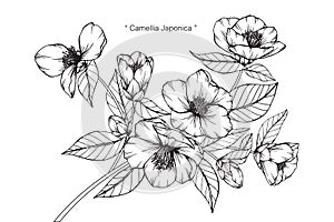 Camellia Japonica flowers drawing and sketch.