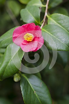 Camellia japonica front view