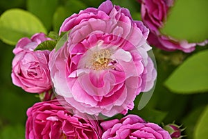 Camellia japonica (japanese rose