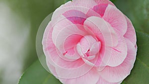 Camellia Japonica Known As April Dawn Blush. Blossoms Of Pink Camellia. Close up.