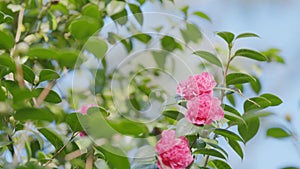 Camellia Japonica Pink Flowers. Japanese Camellia Flower With Green Leaves.