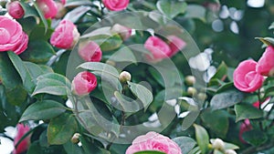 Camellia Japonica Pink Flowers. Japanese Camellia Flower With Green Leaves.