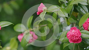 Camellia Japonica Pink Flowers. Japanese Camellia Flower With Green Leaves.