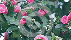 Camellia Japonica Pink Flowers. Japanese Camellia Flower With Green Leaves.