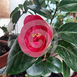 old cultivar red Camellia japonica open flower in winter