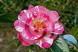 Camellia Japonica `Reg Ragland`