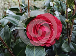 Camellia japonica 'Roger Hall' photo