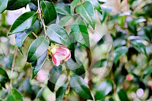 Camellia japonica Tama-no-ura with a bee pollinating the flower