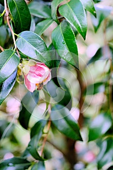 Camellia japonica Tama-no-ura with a bee pollinating the flower