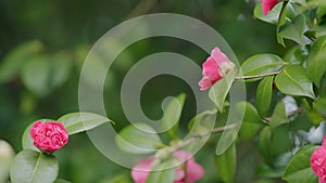 Camellia Japonica Variety Flower With Copy Space. Large Pink Camellia Flower In Garden.