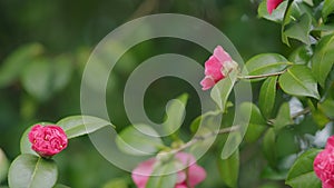 Camellia Japonica Variety Flower With Copy Space. Large Pink Camellia Flower In Garden.