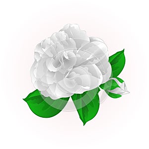 Camellia Japonica white flower with bud vintage vector illustration editable