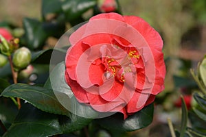 Camellia Lady Campbell