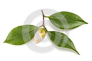 Camellia leaves and bud