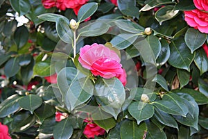 Camellia named after Father George Joseph Kamel