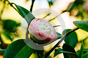Camellia - pink perfection