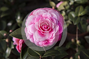 Pink filled Camellia Japonica