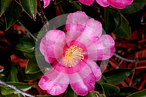 Camellia sasanqua, sasanqua camellia