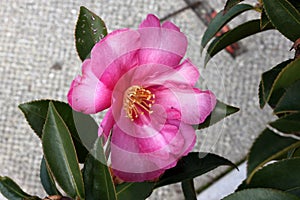 Camellia sasanqua, sasanqua camellia