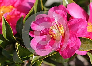 Camellia sasanqua, sasanqua camellia photo