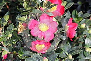 Camellia sasanqua `Yuletide`