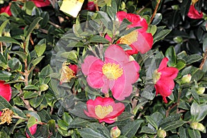 Camellia sasanqua `Yuletide` photo