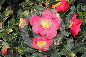 Camellia sasanqua `Yuletide` photo