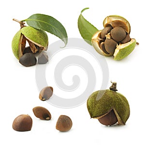 Camellia seeds on a white background photo