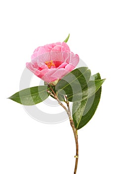 Camellia