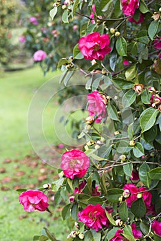 Camellia trees garden in Soutomaior Spain