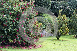 Camellia trees garden in Soutomaior Spain