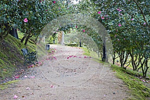 Camellia trees garden in Soutomaior Spain