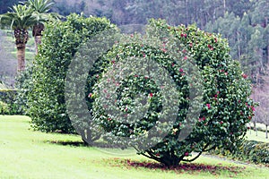 Camellia trees garden in Soutomaior Spain