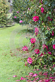 Camellia trees garden in Soutomaior Spain