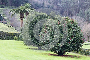 Camellia trees garden in Soutomaior Spain