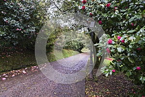 Camellia trees garden in Soutomaior Spain